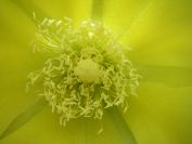 2009-05-25-043-Prickly-Pear