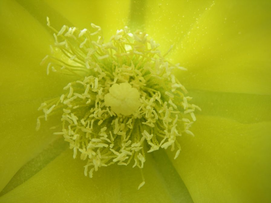 2009-05-25-043-Prickly-Pear