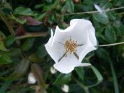 2009-05-26-006-Wild-rose