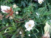 2009-05-26-007-Wild-rose