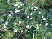 2009-05-26-008-Wild-rose