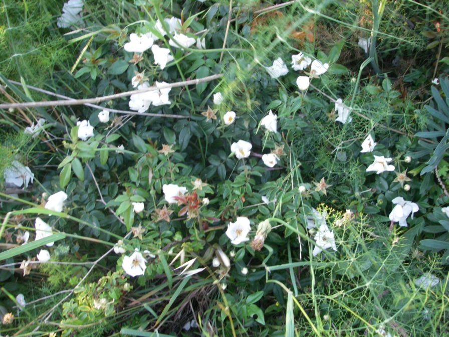 2009-05-26-008-Wild-rose