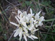 2009-05-26-013-Unknown-bulb