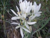 2009-05-26-015-Unknown-bulb