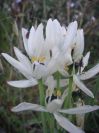 2009-05-26-016-Unknown-bulb