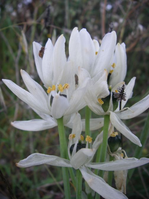 2009-05-26-016-Unknown-bulb