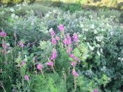 2009-05-26-021-Antirhinum
