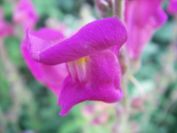 2009-05-26-022-Antirhinum
