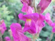 2009-05-26-023-Antirhinum