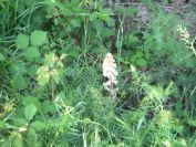 2009-05-26-024-Orobanche-white