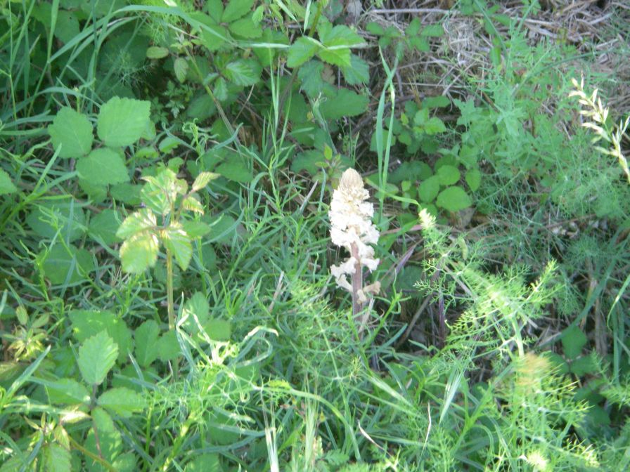 2009-05-26-024-Orobanche-white