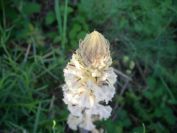 2009-05-26-025-Orobanche-white