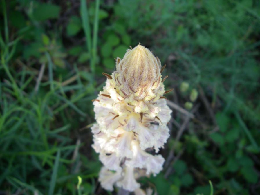 2009-05-26-025-Orobanche-white