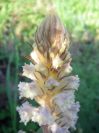 2009-05-26-026-Orobanche-white