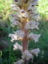 2009-05-26-027-Orobanche-white