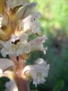 2009-05-26-028-Orobanche-white