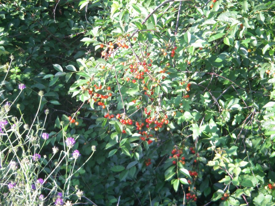 2009-05-26-032-Garden-cherries