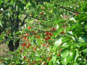 2009-05-26-033-Garden-cherries