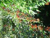 2009-05-26-034-Garden-cherries