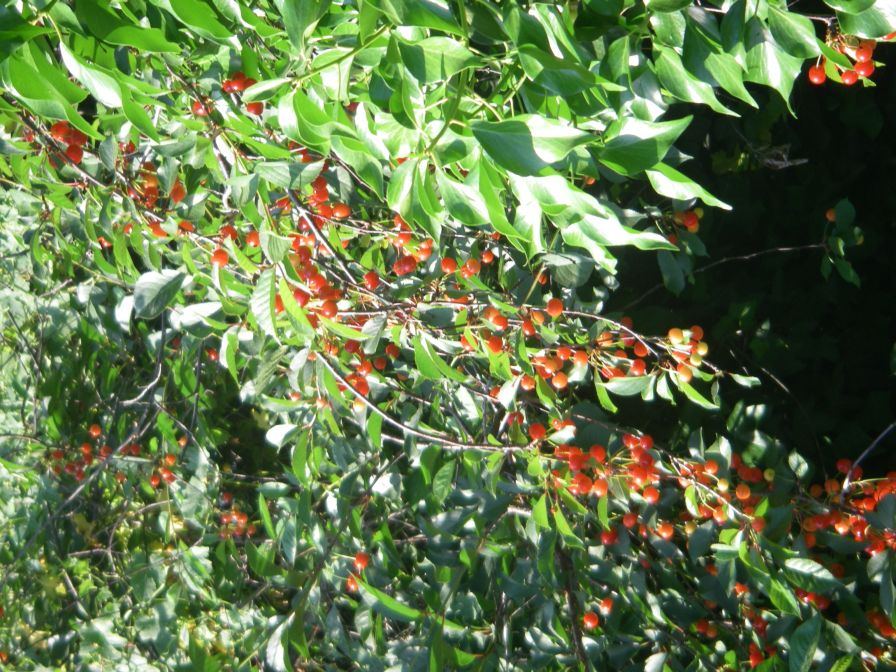 2009-05-26-034-Garden-cherries