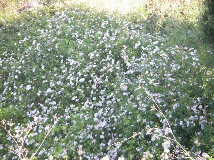 2009-05-26-035-Wild-rose-bank