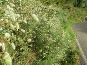 2009-05-26-037-Broom-seed-pods