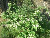 2009-05-26-038-Viburnum