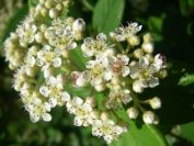2009-05-26-039-Viburnum