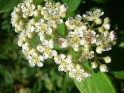 2009-05-26-040-Viburnum
