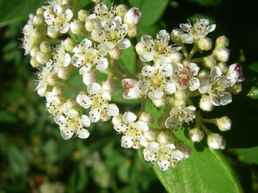 2009-05-26-040-Viburnum