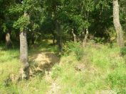 2009-05-26-044-Cork-Oak-Forest