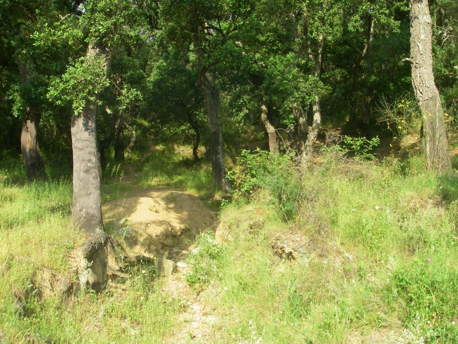 2009-05-26-044-Cork-Oak-Forest