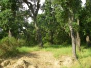 2009-05-26-045-Cork-Oak-Forest