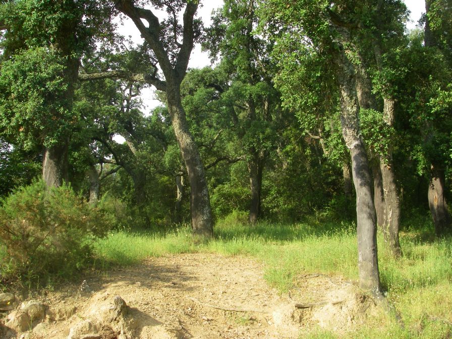 2009-05-26-045-Cork-Oak-Forest