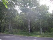 2009-05-26-047-Silver-bark-trees