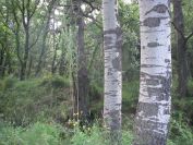 2009-05-26-048-Silver-bark-trees