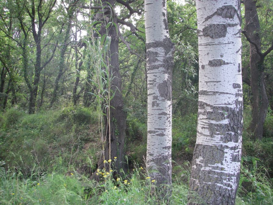 2009-05-26-048-Silver-bark-trees