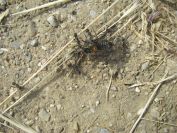 2009-05-26-051-Ants