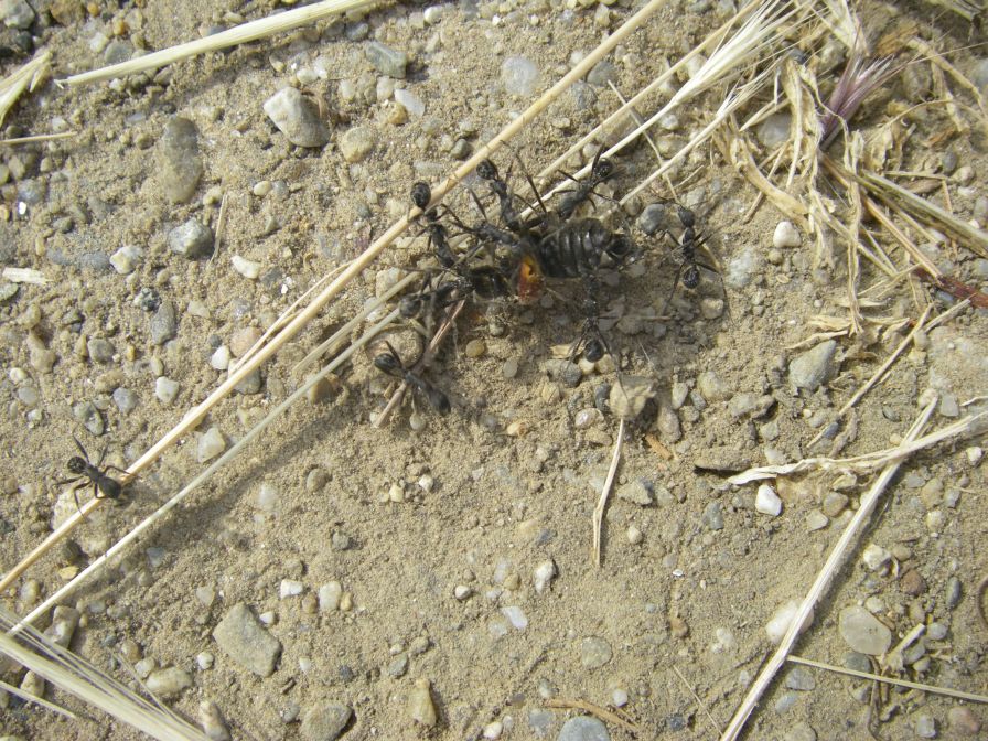 2009-05-26-051-Ants