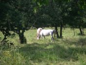 2009-05-26-052-Horses