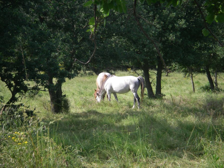 2009-05-26-052-Horses