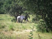 2009-05-26-053-Horses