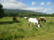 2009-05-26-055-Horses