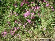 2009-05-26-056-Sorrel