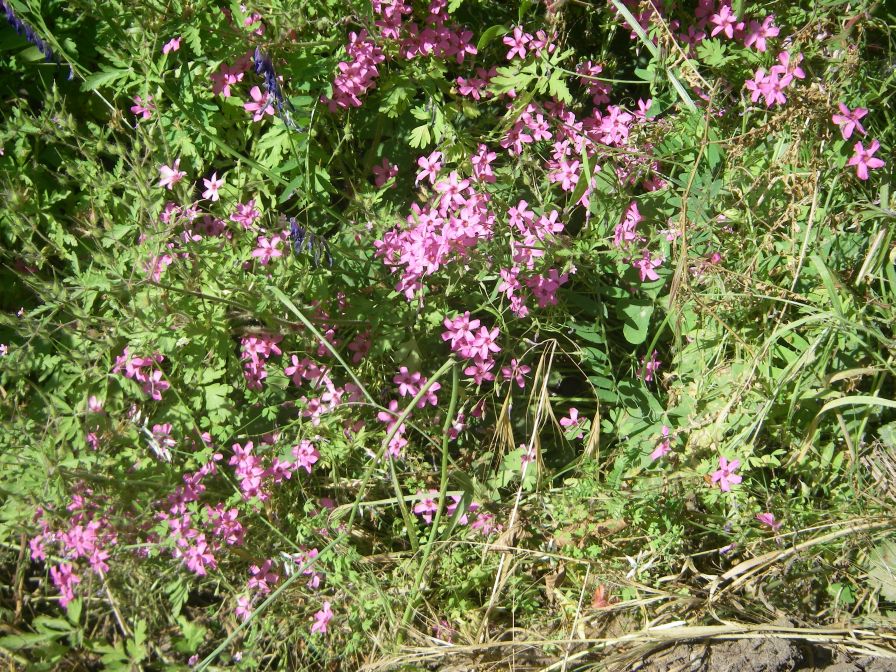 2009-05-26-056-Sorrel