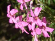 2009-05-26-057-Sorrel