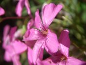 2009-05-26-058-Sorrel