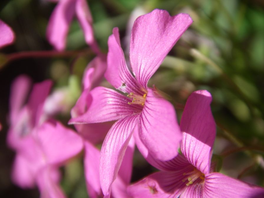 2009-05-26-058-Sorrel
