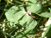 2009-05-26-059-Sorrel