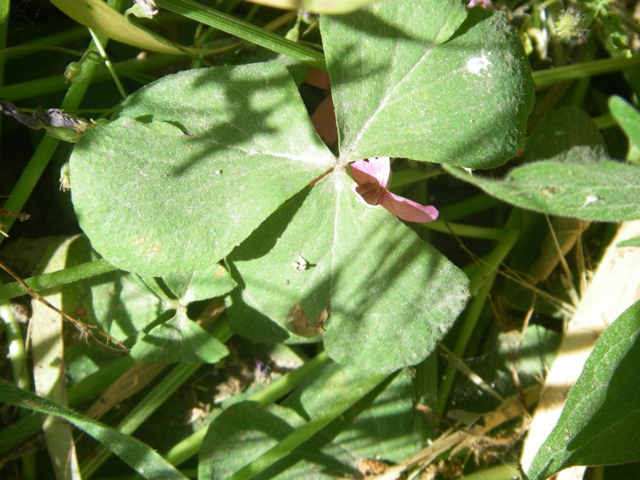 2009-05-26-059-Sorrel